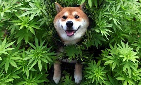 CBD Oil for Dogs